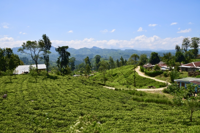 スリランカ茶畑
