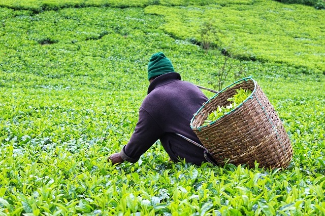 8640円 最旬ダウン ケニアの農園で栽培された茶葉を贅沢にブレンド 生産国:ケニア 商品サイズ:90×70×145mm 内容量:2.5g×50P 賞味期間:1080日
