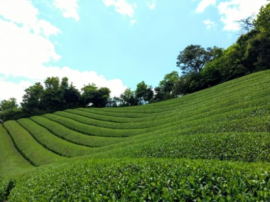 波型茶畑